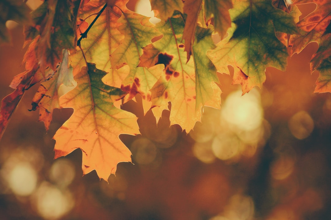 Clickable image link to Autumn Show page