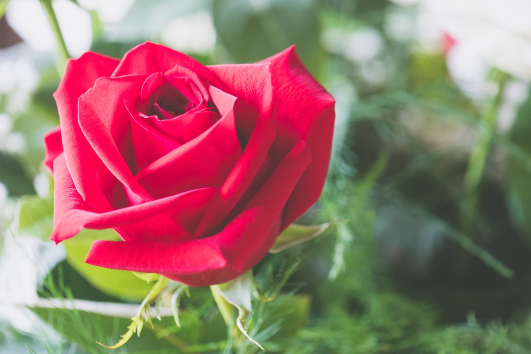 Clickable image link to Rose Show page